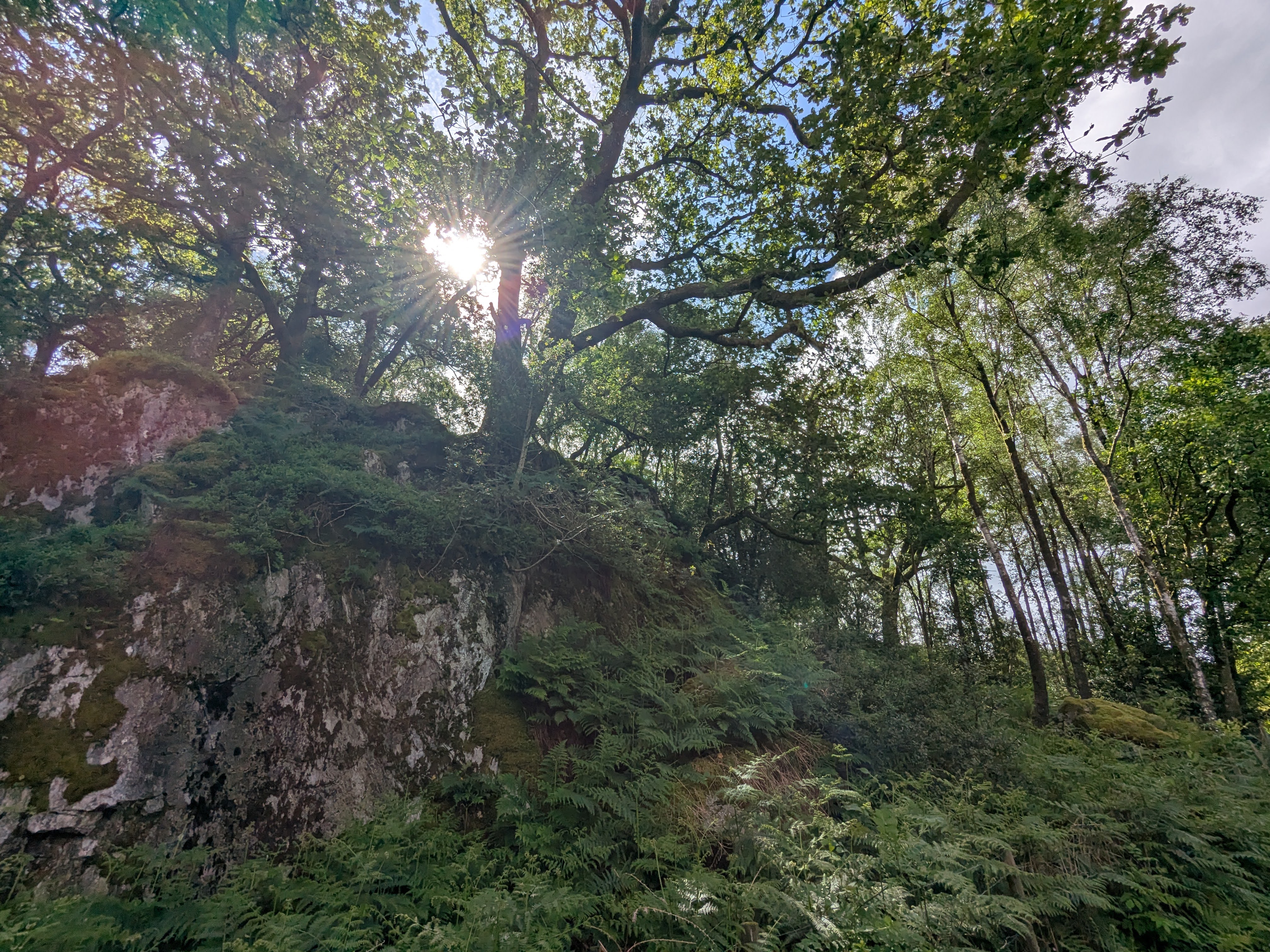 Loughrigg Fell - Woods