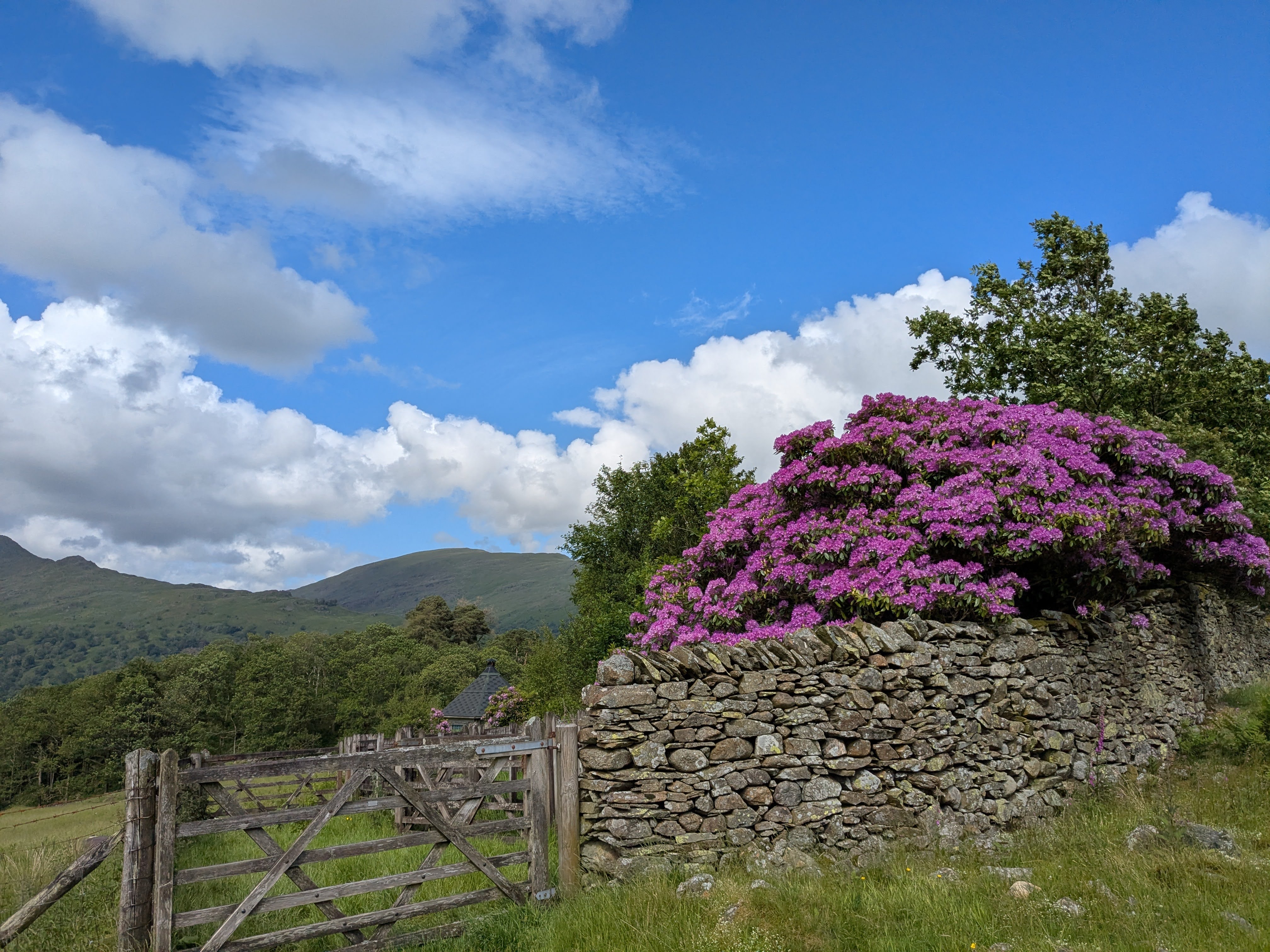 Loughrigg Fell - Rhododendrons
