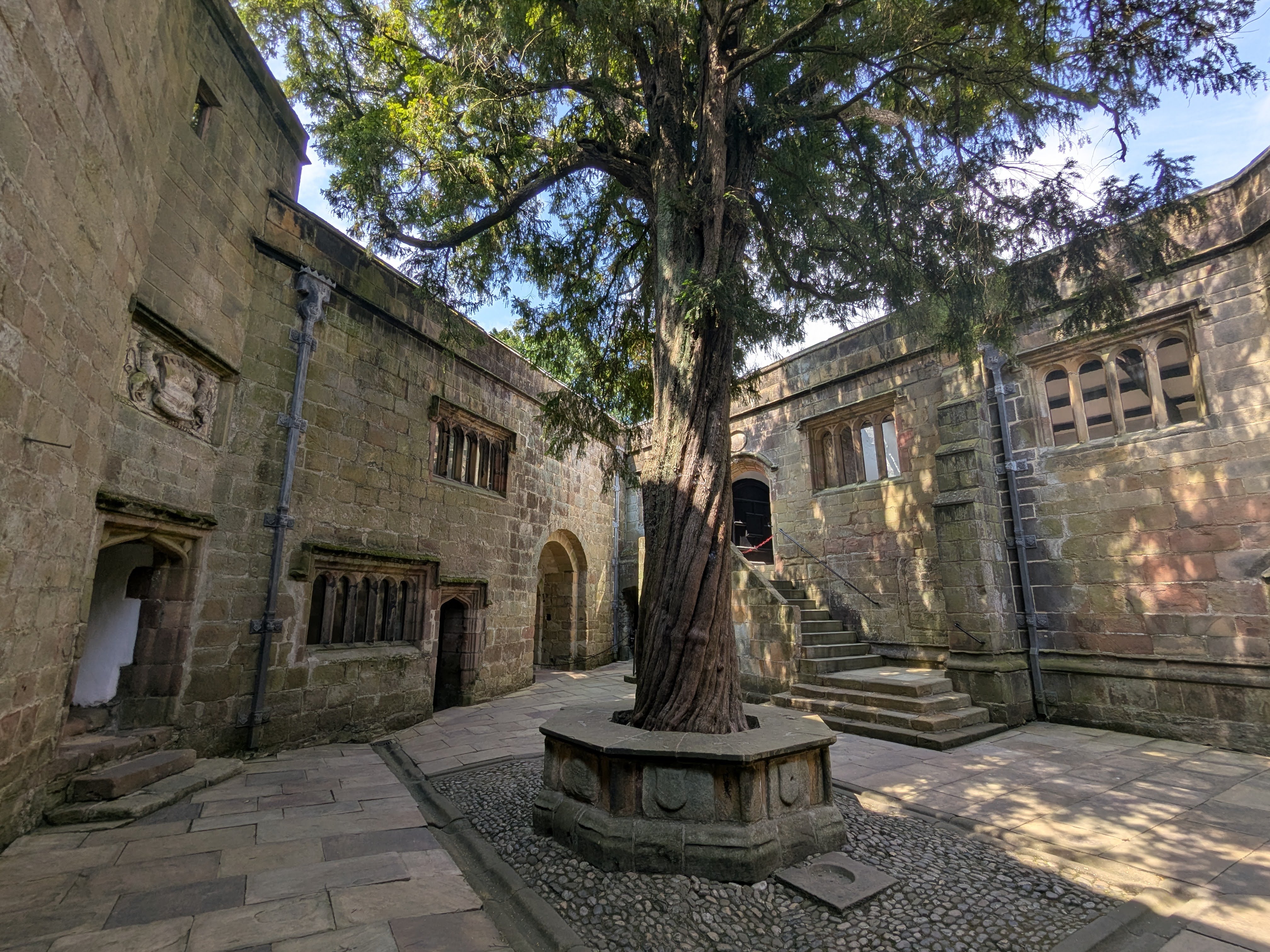 Skipton Castle - Conduit Court - Ancient Yew Tree