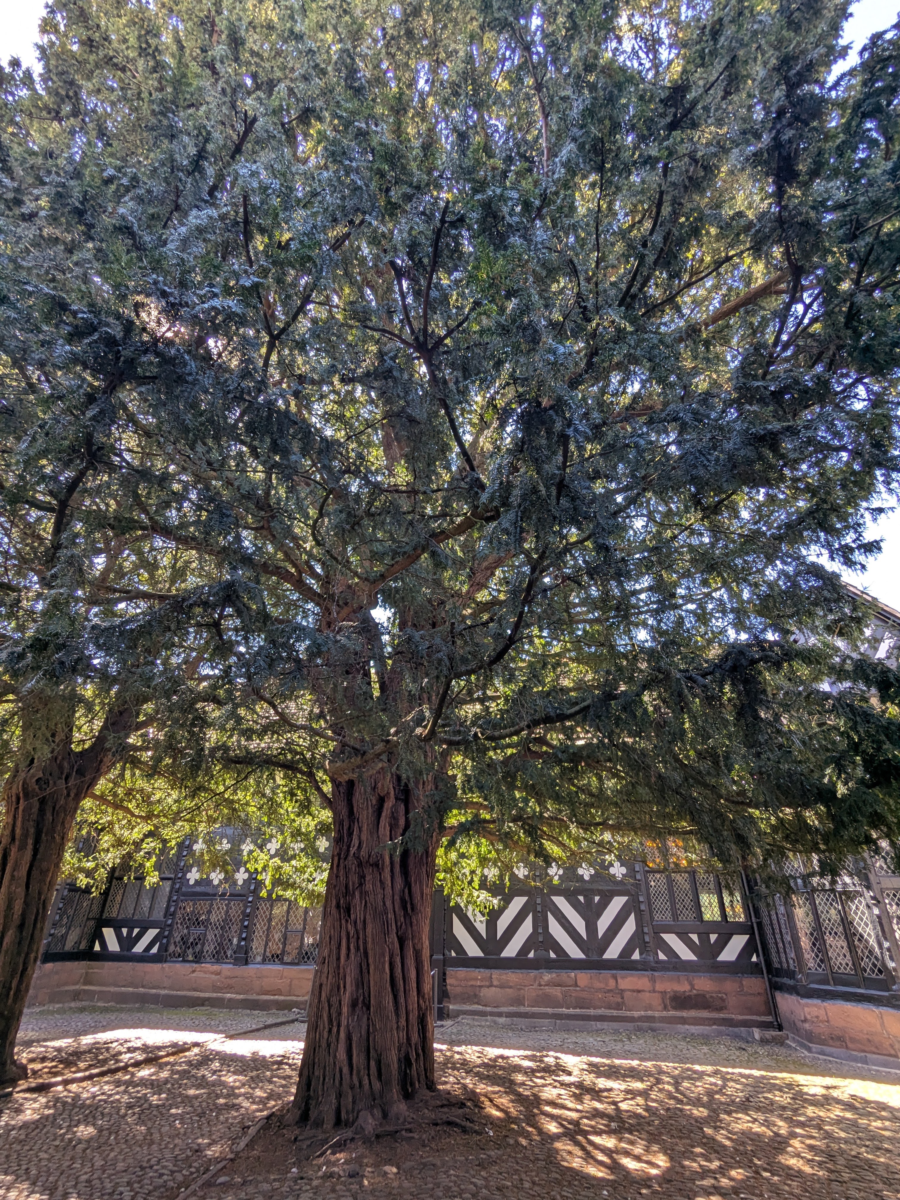 Speke Hall - Ancient Yew Tree